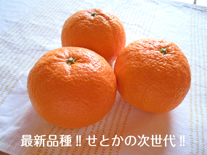 オレンジ　カット