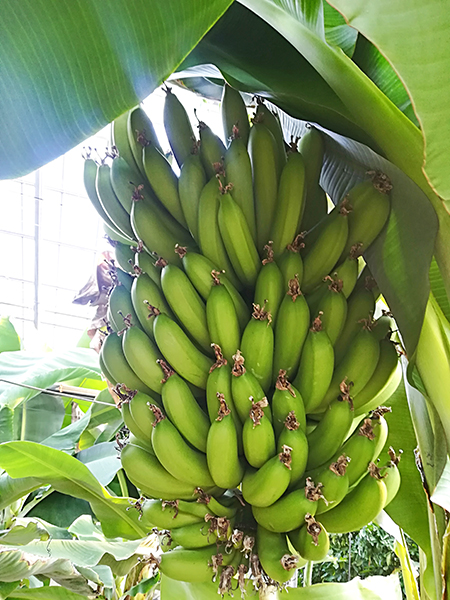 バナナ　問い合わせ　収穫予定 萬秀フルーツ バナナ班 ばなな狩り