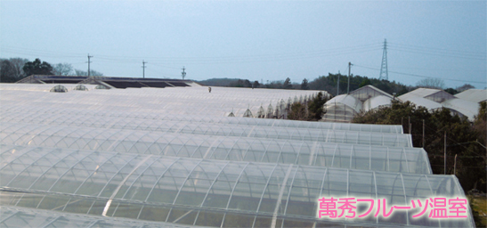 減農薬　グレープフルーツ