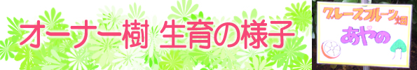 グレープフルーツ栽培