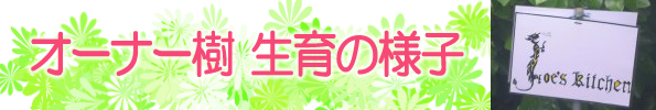 グレープフルーツ栽培