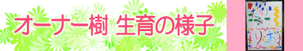 グレープフルーツ栽培