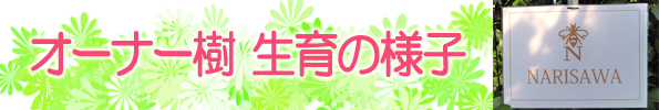 グレープフルーツ栽培