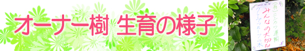 グレープフルーツ栽培