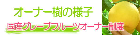 グレープフルーツ栽培