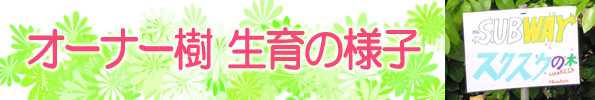 グレープフルーツ栽培