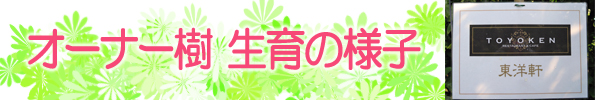 グレープフルーツ栽培