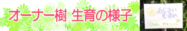グレープフルーツ栽培