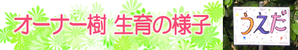 グレープフルーツ栽培