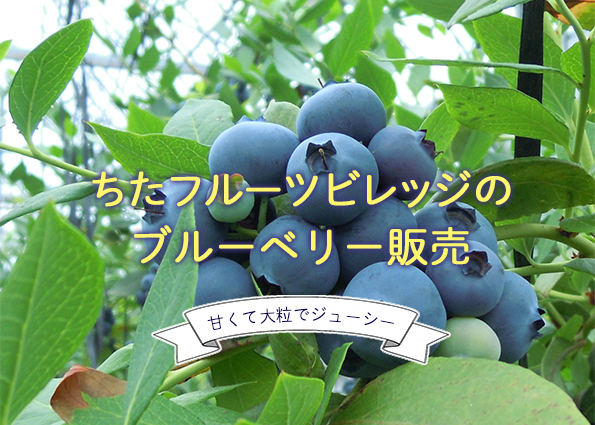 ちたフルーツビレッジのブルーベリー狩りにようこそ