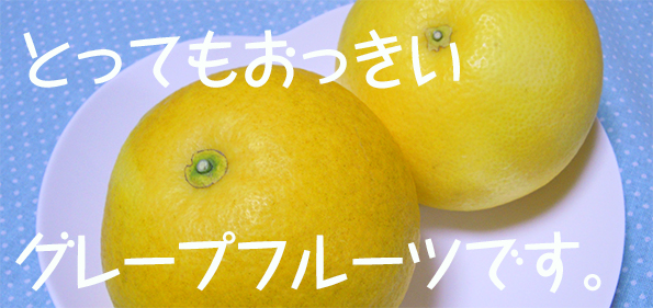 グレープフルーツ　特大